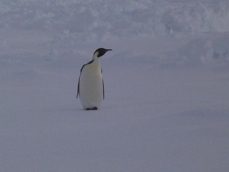 First close penguin siting of SIMBA 7.jpg